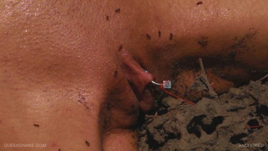 Free porn pics of Well Deserved Ant Torture 7 of 12 pics