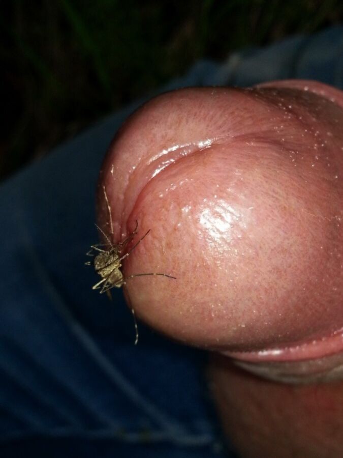 Insects Fetish Porn Pic