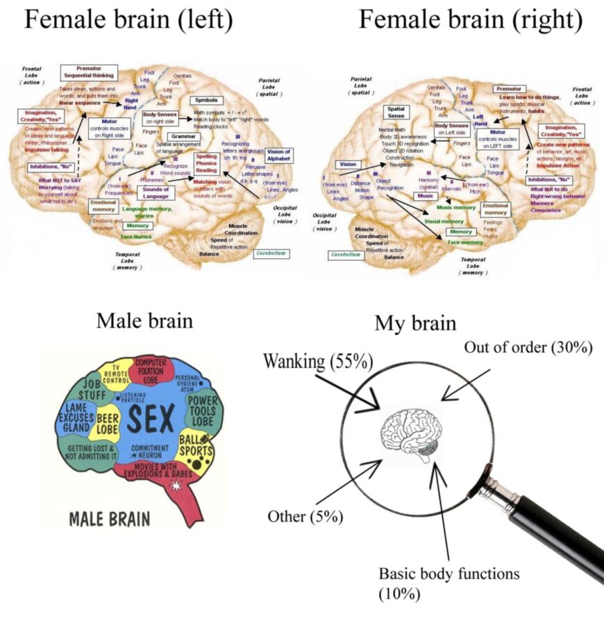 Free porn pics of Brain comparison 1 of 1 pics